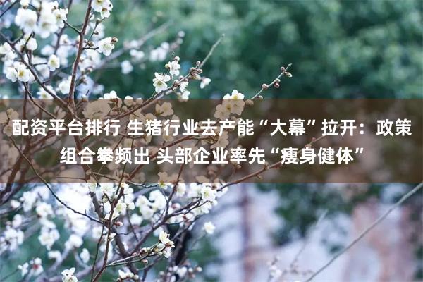配资平台排行 生猪行业去产能“大幕”拉开：政策组合拳频出 头部企业率先“瘦身健体”